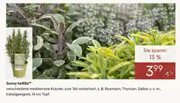 Pflanzen Kölle Sunny herbs Angebot