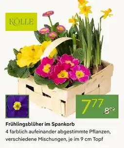 Pflanzen Kölle Kölle frühlingsblüher im spankorb Angebot