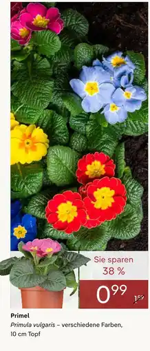 Pflanzen Kölle Primel Angebot
