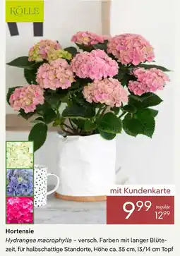 Pflanzen Kölle Kölle hortensie Angebot