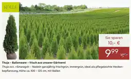 Pflanzen Kölle Kölle thuja – ballenware Angebot