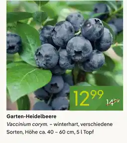 Pflanzen Kölle Garten-heidelbeere Angebot
