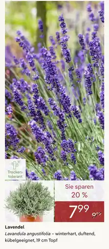 Pflanzen Kölle Lavendel Angebot