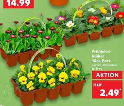 Kaufland Frühjahrsblüher 10er-pack Angebot