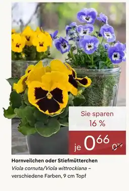 Pflanzen Kölle Hornveilchen oder stiefmütterchen Angebot
