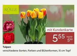 Pflanzen Kölle Kölle tulpen Angebot