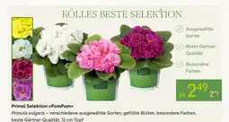 Pflanzen Kölle Primel selektion pompom Angebot