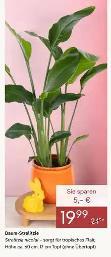 Pflanzen Kölle Baum-strelitzie Angebot