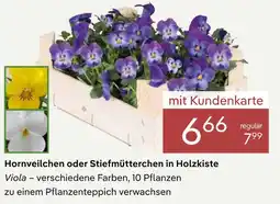Pflanzen Kölle Hornveilchen oder stiefmütterchen in holzkiste Angebot