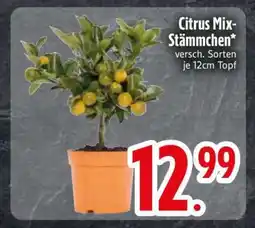 Edeka Citrus Mix-Stämmchen Angebot