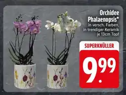 Edeka Orchidee „Phalaenopsis“ Angebot