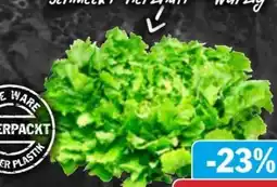AEZ Endiviensalat Angebot