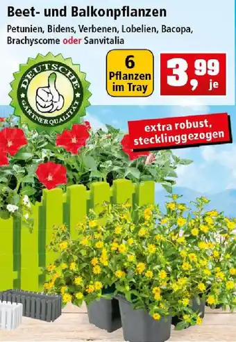 Thomas Philipps Beet und Balkonpflanzen Angebot