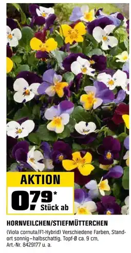 OBI HORNVEILCHEN/STIEFMÜTTERCHEN Angebot