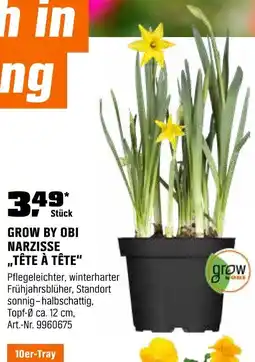 OBI GROW BY OBI NARZISSE „TÊTE À TÊTE" Angebot