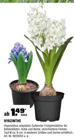 OBI HYAZINTHE Angebot