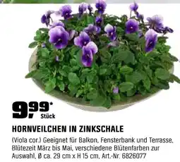 OBI HORNVEILCHEN IN ZINKSCHALE Angebot