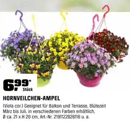 OBI HORNVEILCHEN-AMPEL Angebot