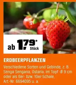 OBI ERDBEERPFLANZEN Angebot