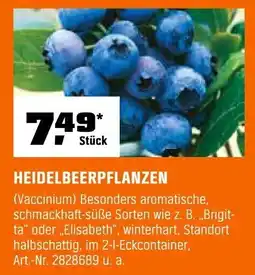 OBI HEIDELBEERPFLANZEN Angebot