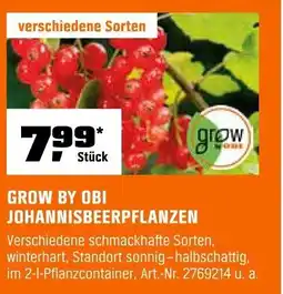 OBI GROW BY OBI JOHANNISBEERPFLANZEN Angebot
