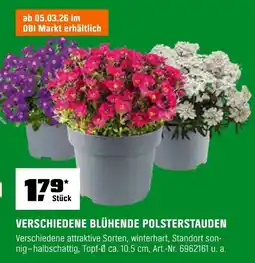 OBI VERSCHIEDENE BLÜHENDE POLSTERSTAUDEN Angebot