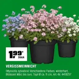 OBI VERGISSMEINNICHT Angebot