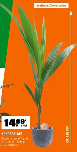 OBI KOKOSPALME (Cocos nucifera) Angebot