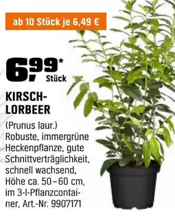 OBI KIRSCH- LORBEER Angebot
