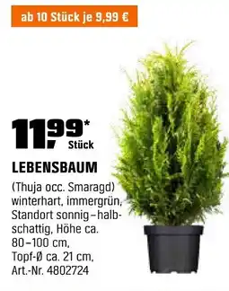 OBI LEBENSBAUM (Thuja occ. Smaragd) Angebot