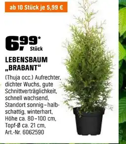 OBI LEBENSBAUM BRABANT" (Thuja occ.) Angebot