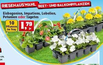 Thomas Philipps Eisbegonien, Impatiens, Lobelien, Petunien oder Tagetes Angebot