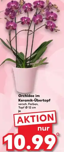 Kaufland Orchidee im Keramik-Übertopf Angebot