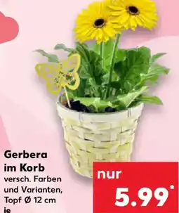Kaufland Gerbera im Korb Angebot