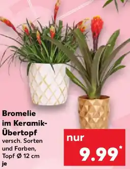Kaufland Bromelie im Keramik Übertopf Angebot