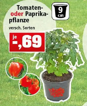 Thomas Philipps Tomaten oder Paprikapflanze Angebot