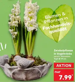 Kaufland Zwiebelpflanze in Vogeltränke Angebot