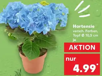 Kaufland Hortensie Angebot