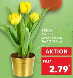 Kaufland Tulpe Angebot