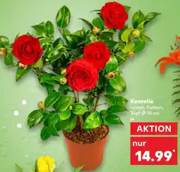 Kaufland Kamelie Angebot