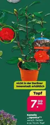 NETTO Kamelie 'Japonica' Angebot