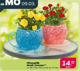 NETTO Pflanzgefäß Metall „Teetasse“ Angebot