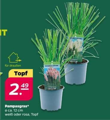 Pampasgras Angebot bei Netto