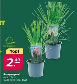 NETTO Pampasgras Angebot