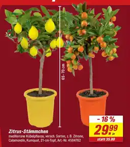 toom Baumarkt Zitrus-Stämmchen Angebot