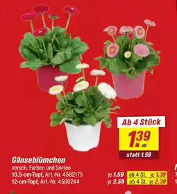 toom Baumarkt Gänseblümchen Angebot