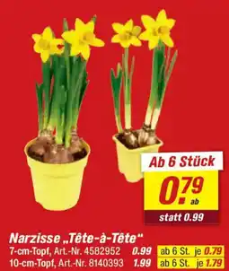 toom Baumarkt Narzisse,,Tête-à-tête" Angebot
