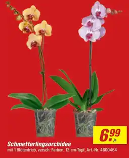 toom Baumarkt Schmetterlingsorchidee Angebot