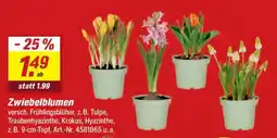 toom Baumarkt Zwiebelblumen Angebot