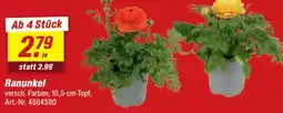 toom Baumarkt Ranunkel Angebot